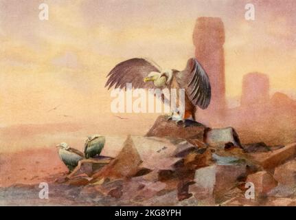 Eurasian Griffon Vulture (Gyps fulvus) gemalt und beschrieben von Charles Whymper aus dem Buch "Ägyptische Vögel" zum größten Teil im Niltal gesehen Erscheinungsdatum 1909 Verlag London, A. und C. Black Stockfoto