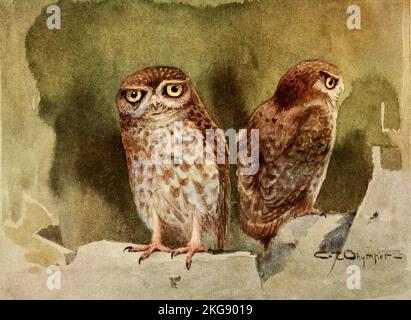 Die kleine Eule (Athene noctua), auch bekannt als die Eule von Athene oder Eule von Minerva, gemalt und beschrieben von Charles Whymper aus dem Buch "Ägyptische Vögel" zum größten Teil im Niltal gesehen Erscheinungsdatum 1909 Herausgeber London, A. und C. Black Stockfoto