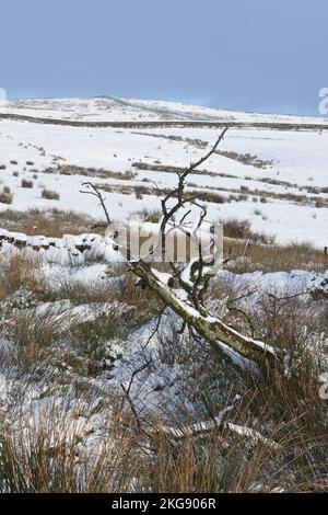 Toter Baum in schneebedeckter Moorlandschaft mit Hintergrund von Feldern und trockenen Steinmauern, die zum Winterhimmel führen. Stockfoto