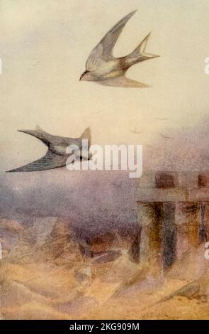 Pale Crag Swallow nennt sich jetzt das Pale Crag martin (Ptyonoprogne obsoleta), gemalt und beschrieben von Charles Whymper aus dem Buch "Ägyptische Vögel" zum größten Teil im Niltal gesehen Erscheinungsdatum 1909 Herausgeber London, A. und C. Black Stockfoto