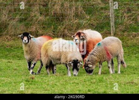 Lancaster, Lancashire, Großbritannien. 22.. November 2022. Ein Swaledale-Widder in Marshaw, Lancaster, Lancashire, Großbritannien, ist mit einem Radelmarker übersät und beweist, dass er seinen Job macht, indem er den Schafen in seiner Herde dient. Quelle: John Eveson/Alamy Live News Stockfoto