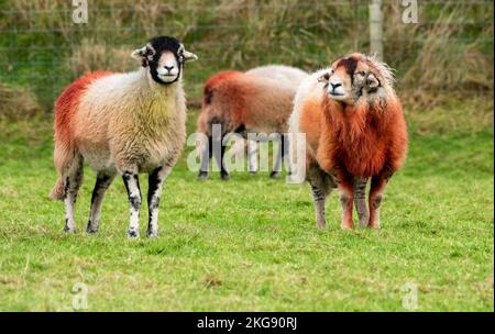 Lancaster, Lancashire, Großbritannien. 22.. November 2022. Ein Swaledale-Widder in Marshaw, Lancaster, Lancashire, Großbritannien, ist mit einem Radelmarker übersät und beweist, dass er seinen Job macht, indem er den Schafen in seiner Herde dient. Quelle: John Eveson/Alamy Live News Stockfoto