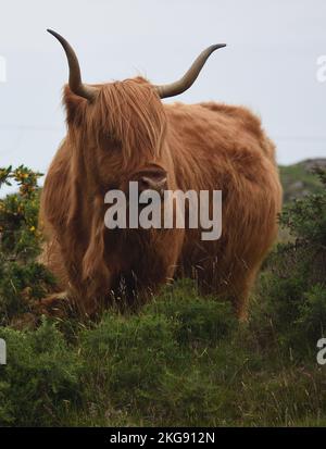 Highland-Rinder auf der Insel Mull Schottland Nahaufnahme der Kuh auf einem Feld mit Gorse im Hintergrund. Mit großen Hörnern und zittrigem Fell mit Haaren in den Augen Stockfoto