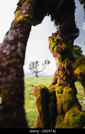 Fantastische Fotos von Madera Portugal mit wunderschönem Licht und atemberaubenden Landschaften. Stockfoto