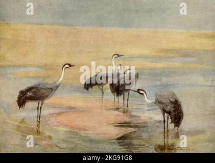 Kraniche gemalt und beschrieben von Charles Whymper aus dem Buch "Ägyptische Vögel" zum größten Teil im Niltal gesehen Erscheinungsdatum 1909 Verlag London, A. und C. Black Stockfoto