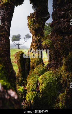 Fantastische Fotos von Madera Portugal mit wunderschönem Licht und atemberaubenden Landschaften. Stockfoto