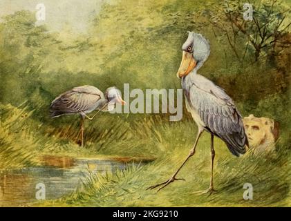 Schuhschnabel (Balaeniceps rex) auch bekannt als Walfisch, Whale-headed Storch oder Schuhablattenstorch, gemalt und beschrieben von Charles Whymper aus dem Buch "Ägyptische Vögel" zum größten Teil im Niltal gesehen Erscheinungsdatum 1909 Herausgeber London, A. und C. Black Stockfoto