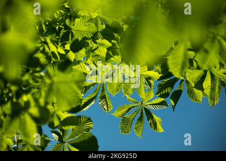Grüne Kastanien Blätter gegen den Himmel. Blätter im Sommer. Satte hellgrüne Farbe. Details der Natur. Kastanienbaum. Stockfoto