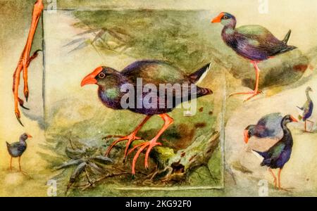 Studien von Gallinule gemalt und beschrieben von Charles Whymper aus dem Buch "Ägyptische Vögel" zum größten Teil im Niltal gesehen Erscheinungsdatum 1909 Herausgeber London, A. und C. Black Stockfoto