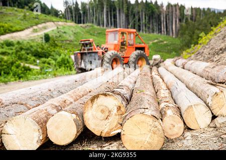 Forstindustrie. Holzfäller mit moderner Erntemaschine, die in einem Wald arbeitet. Radlader, Holzgreifer. Fällen von Bäumen, Fällen von Bäumen, Fällen von Wäldern Stockfoto