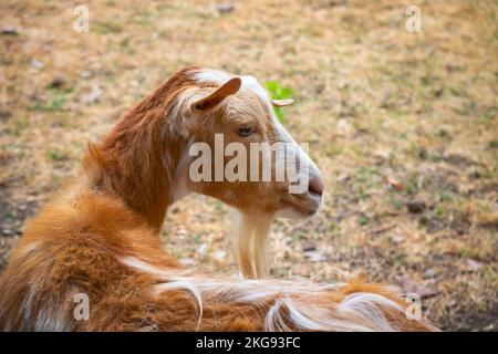 Nahaufnahme der Golden Guernsey-Ziege auf der Hackney City Farm in London, England Stockfoto