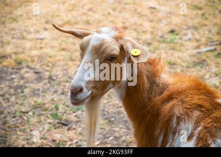 Nahaufnahme der Golden Guernsey-Ziege auf der Hackney City Farm in London, England Stockfoto