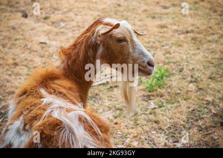 Nahaufnahme der Golden Guernsey-Ziege auf der Hackney City Farm in London, England Stockfoto