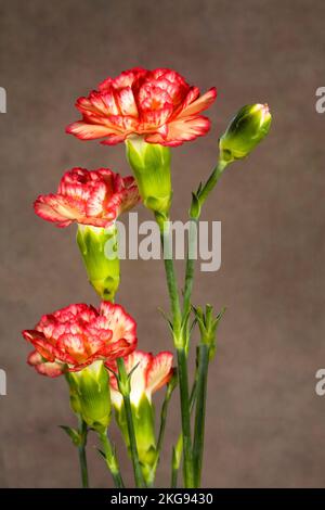 Details von rosa Nelken in voller Blüte vor dunklem Hintergrund. Stockfoto