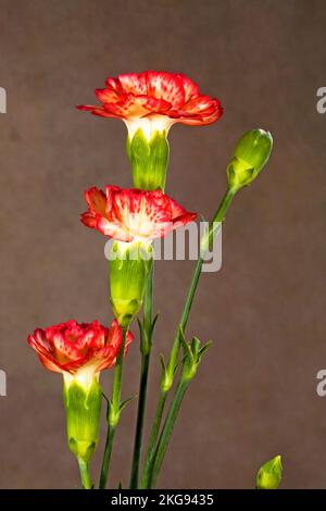 Details von rosa Nelken in voller Blüte vor dunklem Hintergrund. Stockfoto