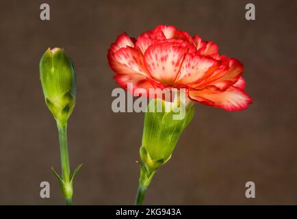 Details einer rosafarbenen Nelke in voller Blüte vor dunklem Hintergrund. Stockfoto