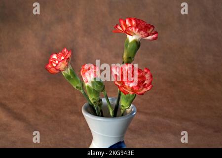 Details von rosa Nelken in voller Blüte vor dunklem Hintergrund. Stockfoto