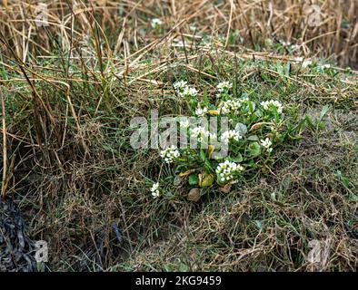 Cochlearia Angelica, englisches Skorvygras Stockfoto