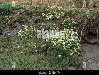 Cochlearia Angelica, englisches Skorvygras Stockfoto