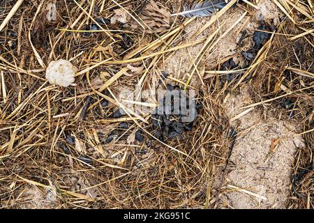 Getrocknete Algen und Pflanzen an der Hochwasserlinie der Küste Stockfoto