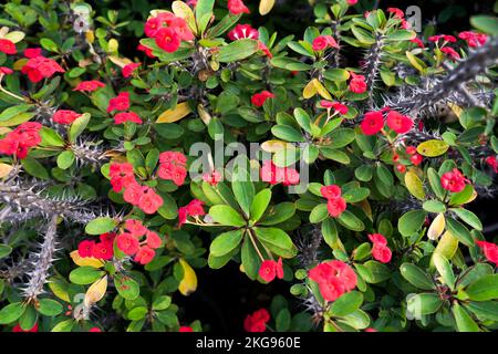 Dornenkrone Blüten Euphorbia milli Desmoul, Dornenkrone Blüten, rosa Blüten im Set, Blüten und Blätter von Euphorbia milii Stockfoto