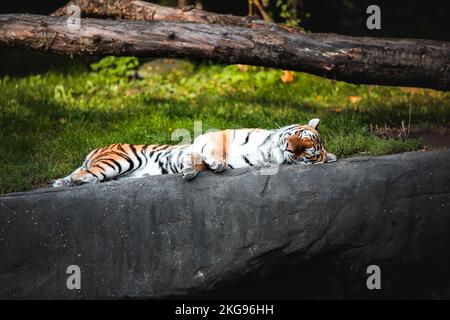 Ein Tiger mit schwarzen Streifen, der auf dem Boden liegt und bei Tageslicht in einem Zoo schläft Stockfoto