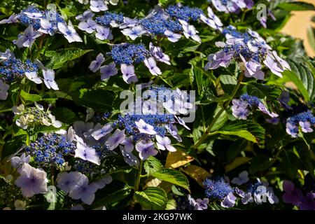 Blühender Busch von Hydrangea serrata, einer Sorte von Hydrangea macrophylla. Blume der blauen Hortensien Nahaufnahme. Zierpflanze im Garten. Na Stockfoto
