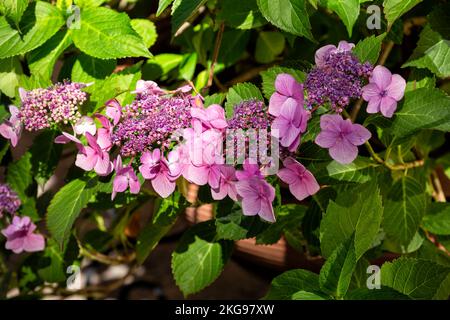 Blühender Busch von Hydrangea serrata, einer Sorte von Hydrangea macrophylla. Blume aus rosa Hortensien Nahaufnahme. Zierpflanze im Garten. Na Stockfoto