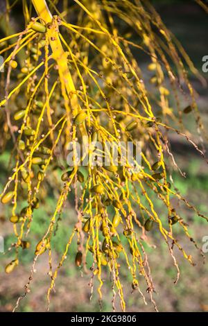 Reife Daten auf der Pflanze aus nächster Nähe gesehen Stockfoto