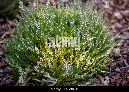 Heidekraut (Calluna vulgaris) mit weißen Blüten auf Kiefernrindenmulch. Blühende Heidekraut-Variation. Zierpflanze für den Landschaftsbau Stockfoto