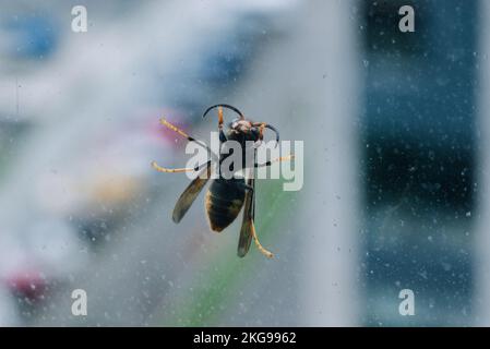 Wespe auf dem Glas eines Fensters Stockfoto