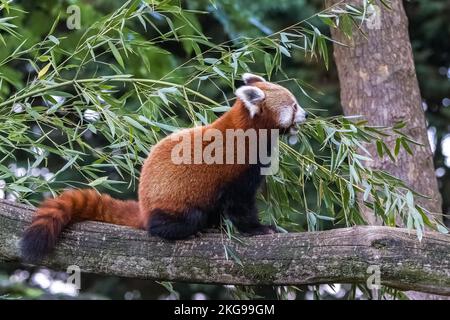 Ein roter Panda, Ailurus fulgens, der Bambus isst Stockfoto