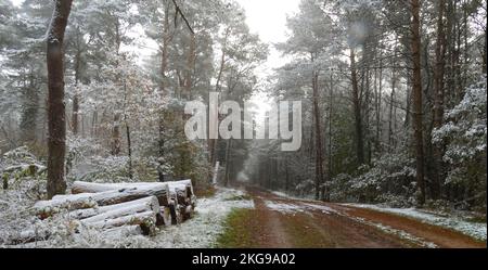 Der erste Schnee dieses Jahr. Einige Bäume haben ihre Blätter noch nicht verloren. Ein Haufen Baumstämme mit einer Schicht Schnee auf der Oberseite. Ein breiter Waldweg Stockfoto