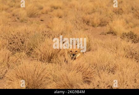 Ein Andenfuchs, der sich auf dem Ichu Grass Field der Atacama-Wüste, dem Los Flamencos National Reserve, Nordchilen, Südamerika sonnt Stockfoto