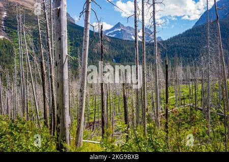 An sonnigen Tagen könnt ihr die Virginia Falls vom Sun Point Nature Trail im Glacier National Park in Montana aus durch einen toten Wald sehen. Stockfoto