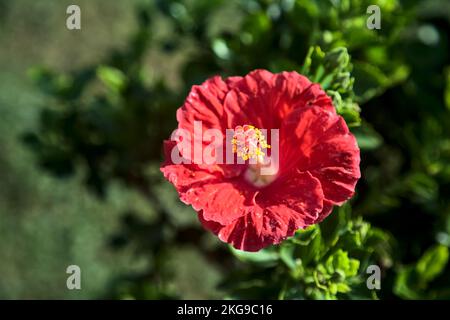 Roter Hibiskus in Blüte aus der Nähe gesehen Stockfoto