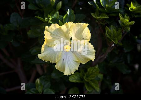 Gelber Hibiskus in Blüte aus der Nähe gesehen Stockfoto