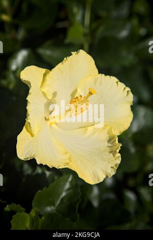 Gelber Hibiskus in Blüte aus der Nähe gesehen Stockfoto