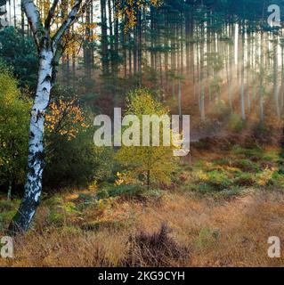 Am frühen Morgen filtern Sonnenstrahlen durch den Wald und dringen in den Nebel ein, der im Herbst im Sherbrook Valley im Cannock Chase Country Park AONB hängt Stockfoto