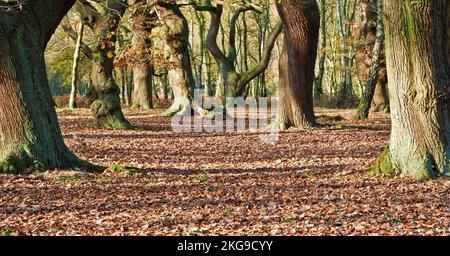 Herbstfarbe Brocton Coppice Ancient Oak Woodland Cannock Chase Country Park AONB (Gebiet von herausragender natürlicher Schönheit) in Staffordshire, England Stockfoto