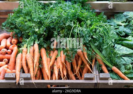 Frische Karotten, Daucus carota, mit Stielen und Blättern, die an einem Marktstand im Borough Market, London, zum Verkauf angehängt werden Stockfoto