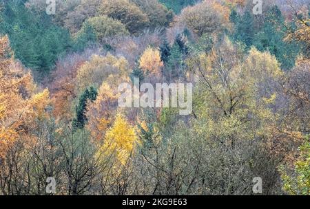 Gemischtes Waldgebiet im Herbst mit Farbtönen von Laub- und Nadelbäumen im Cannock Chase Forest, einem ausgewiesenen Gebiet von herausragender Natur Stockfoto