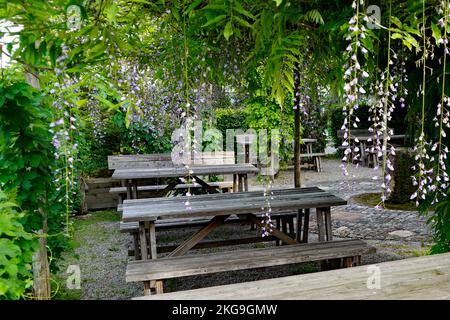 Romantischer Biergarten mit Holzbänken und Tischen, umgeben von üppigem Grün und Blumen chinesischer Wisteria an einem schönen Frühlingstag in Bayern Stockfoto