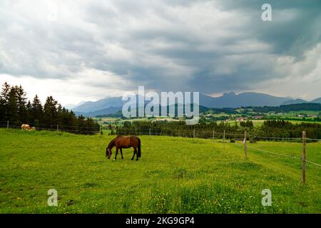 Pferdegrasen auf den alpinen Wiesen des malerischen Stadtteils Rueckholz in den Bayerischen Alpen in Ostallgaeu, Bayern, an einem regnerischen Sommertag Stockfoto