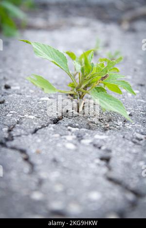Die Kraft des Wachstums. Durch den Asphalt sprießen die Sprossen. Die Anlage brach durch den Beton. Kraft der Natur. Überwuchert. Stockfoto