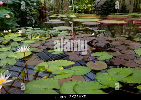 Magische, leuchtende Wasserlilie oder Lotusblume Perry's Orange Sunset im Teich. Nymphaea mit Wassertropfen, im Wasser reflektiert. Blumenlandschaft für die Natur Stockfoto