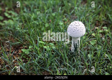 Weiße Pilze im Gras aus der Nähe gesehen Stockfoto