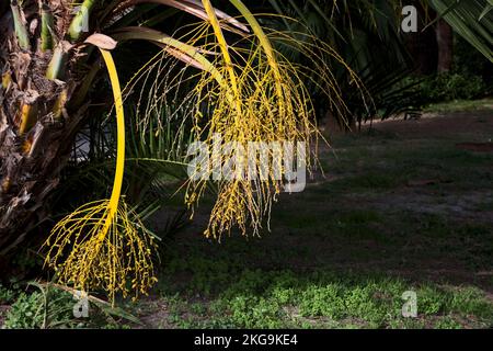 Reife Daten auf der Pflanze aus nächster Nähe gesehen Stockfoto