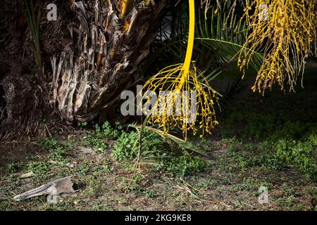 Reife Daten auf der Pflanze aus nächster Nähe gesehen Stockfoto