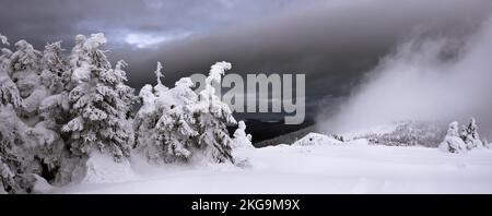 Schneebedeckte Bäume und mystischer Nebel in den Bergen. Panorama. Stockfoto